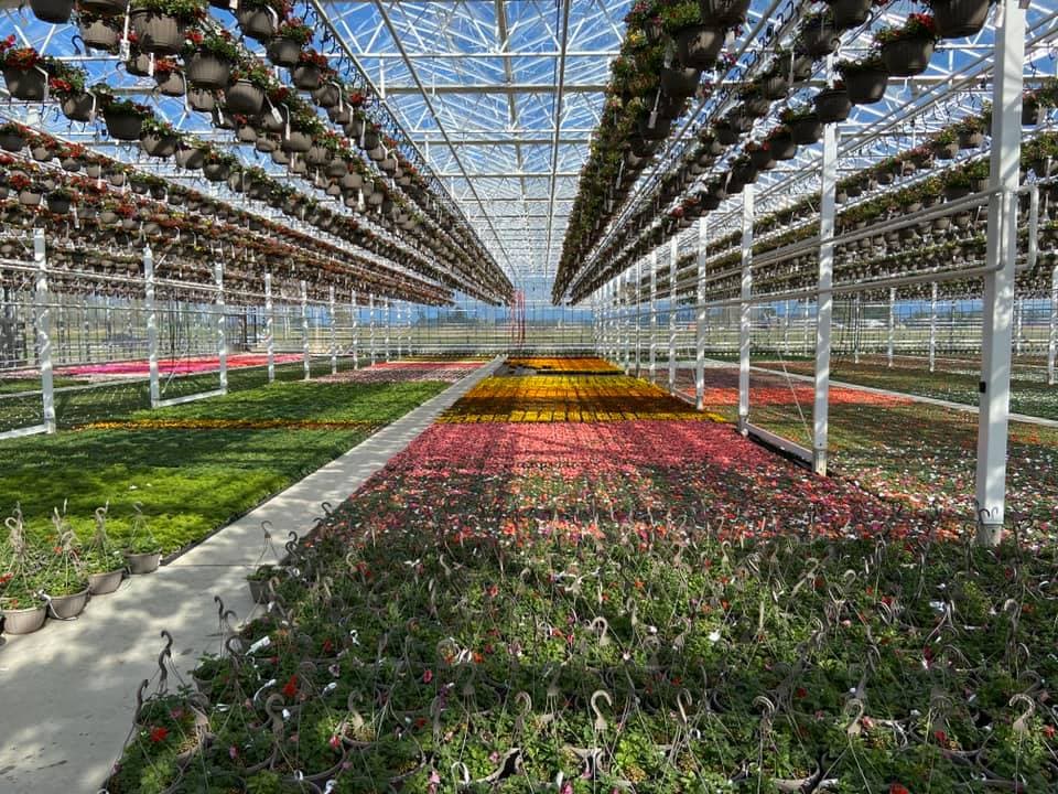 a greenhouse full of flowers