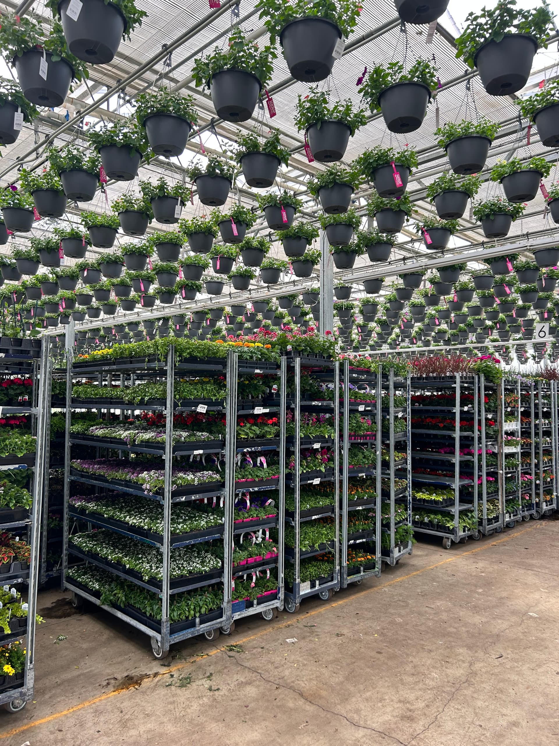 carts full of flower starts