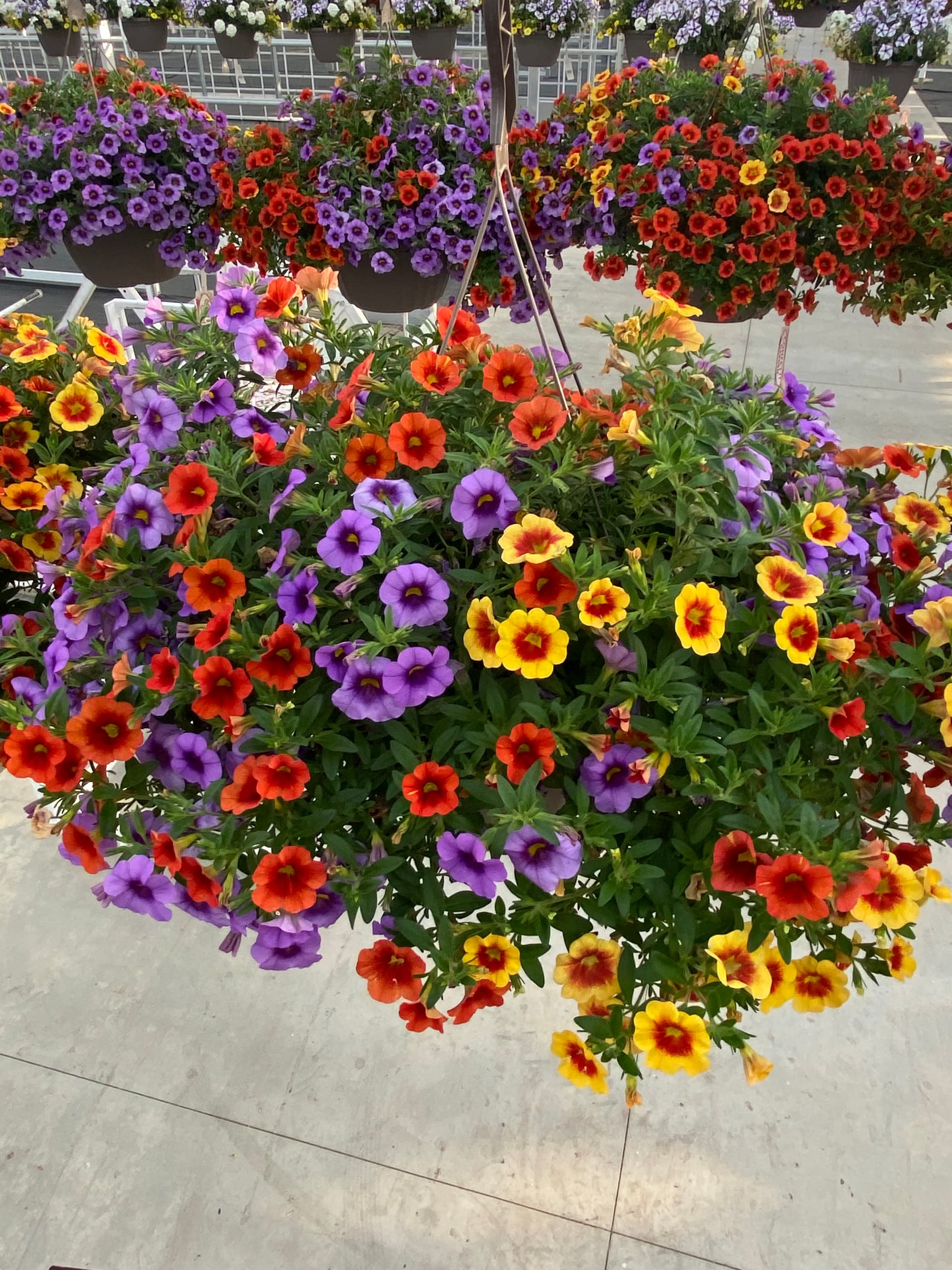 a hanging basket