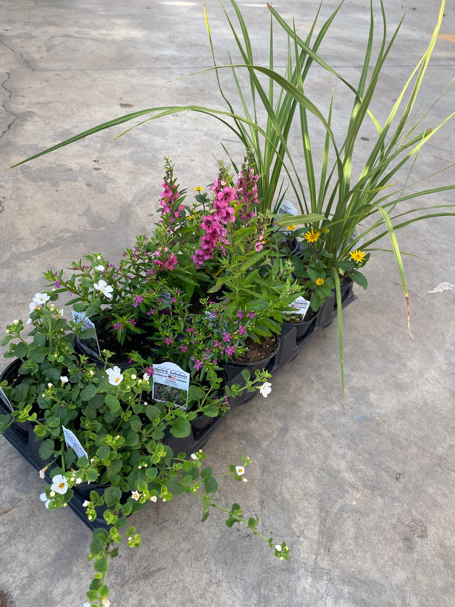 a flat of assorted plant starts