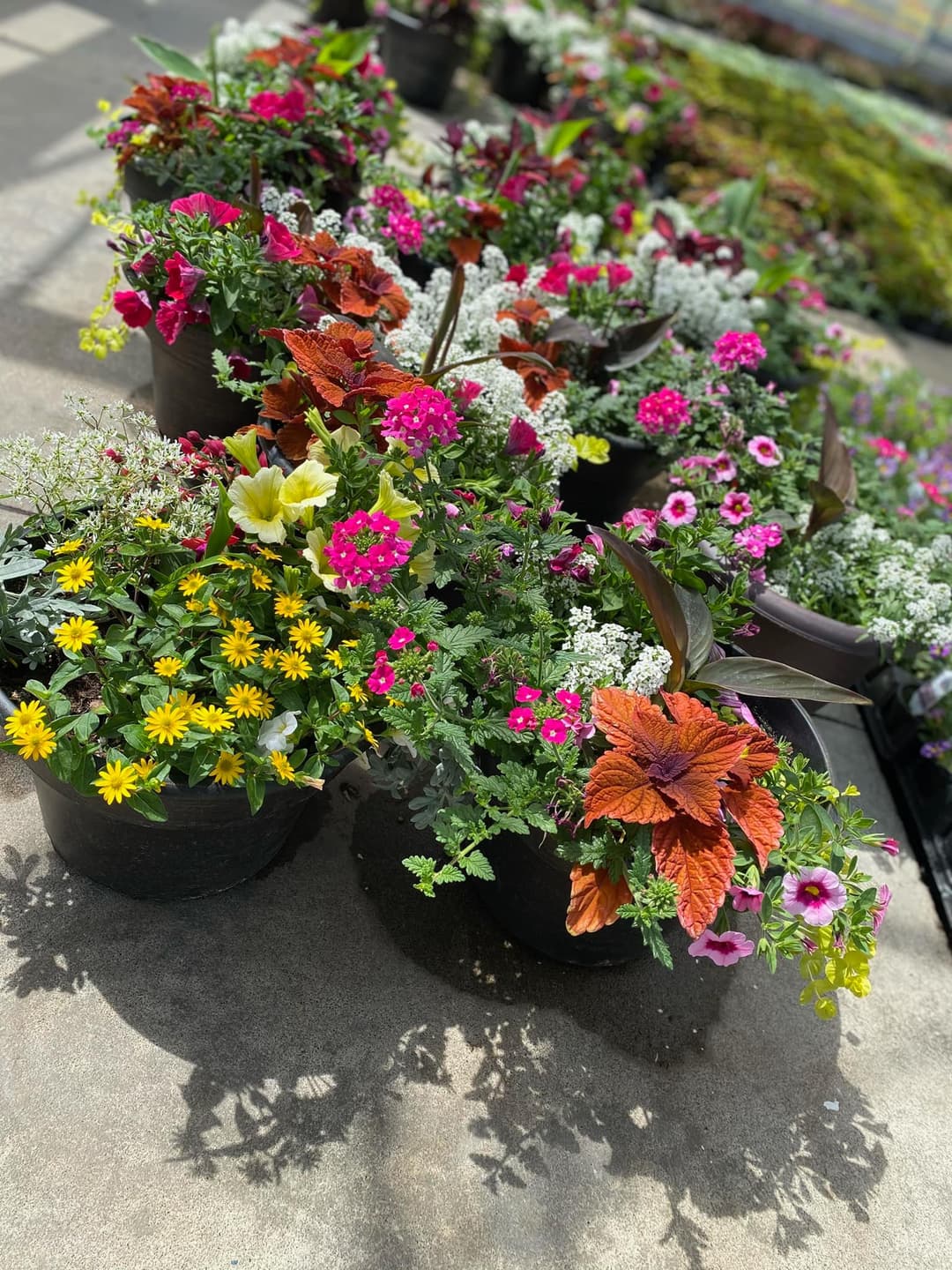 hanging baskets