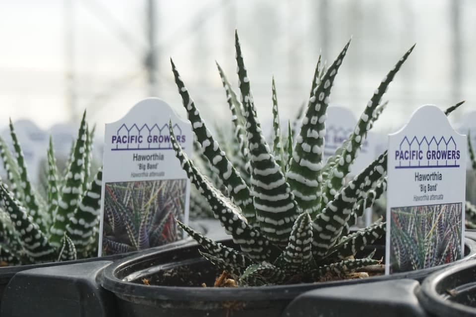 plant
