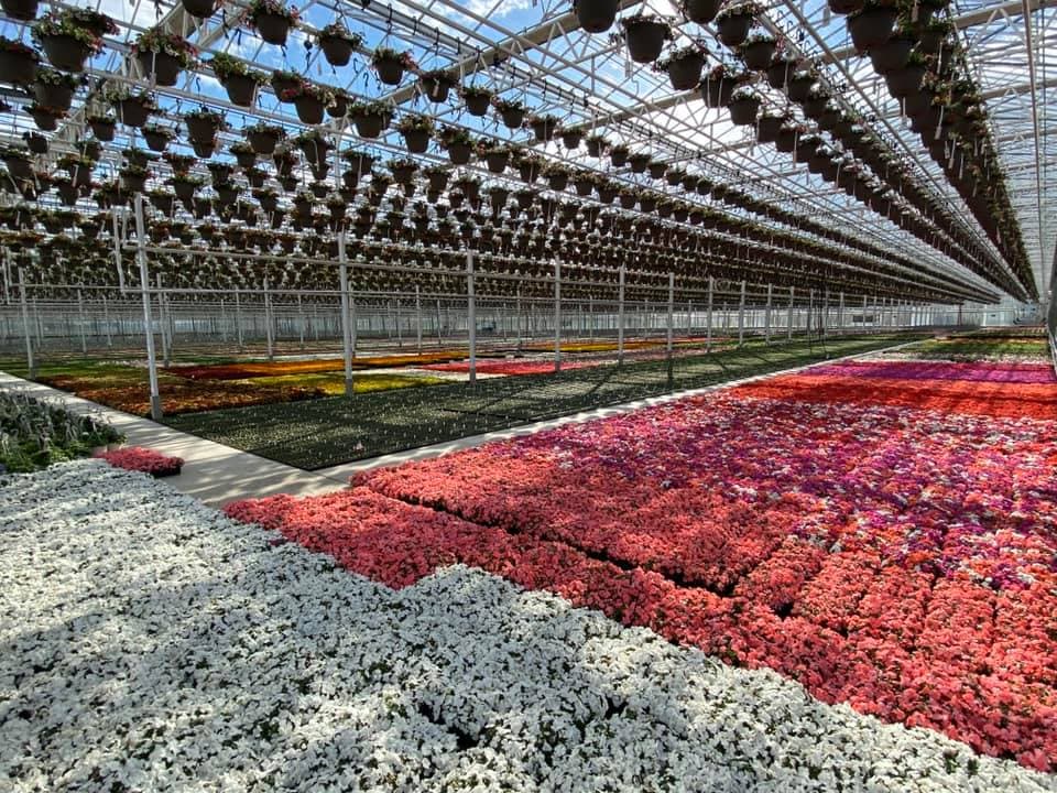 greenhouse full of flowers