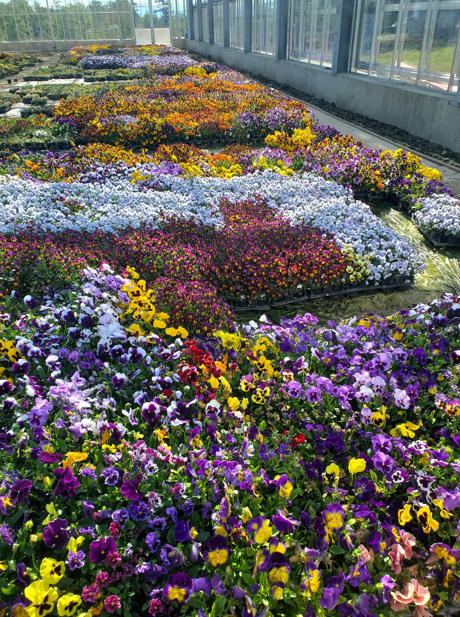 Flats of flower starts