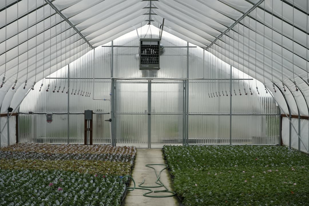 a greenhouse full of growing plants