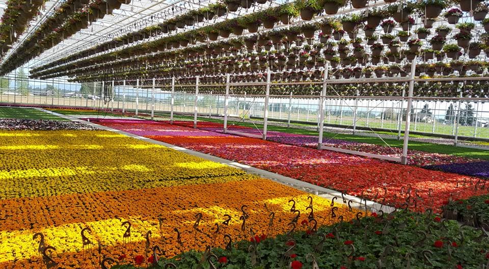 closeup of a plant in a row