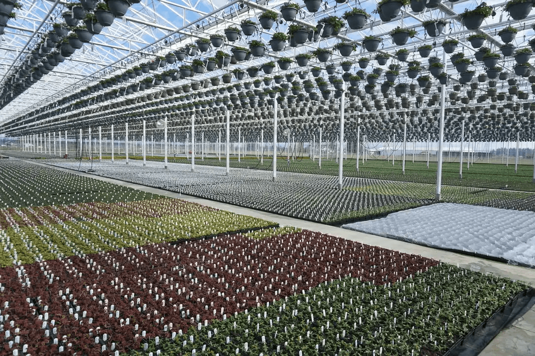a greenhouse full of growing plants