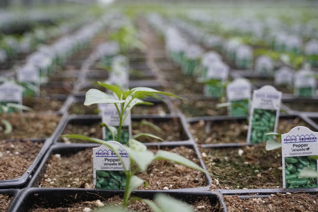 closeup of a plant in a row